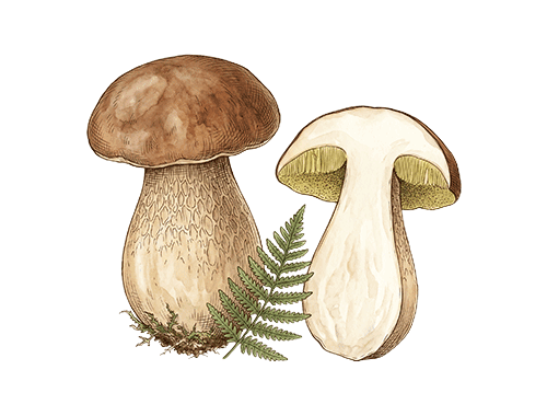 Porcini Mushroom