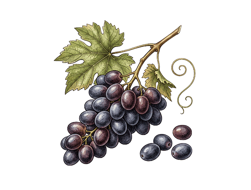 Soft Tannins
