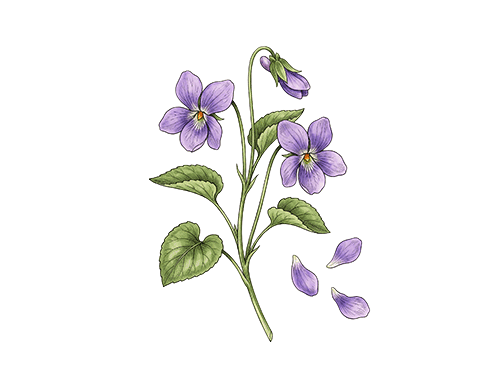 Subtle Floral Notes