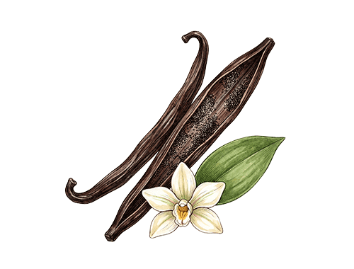 Vanilla Bean